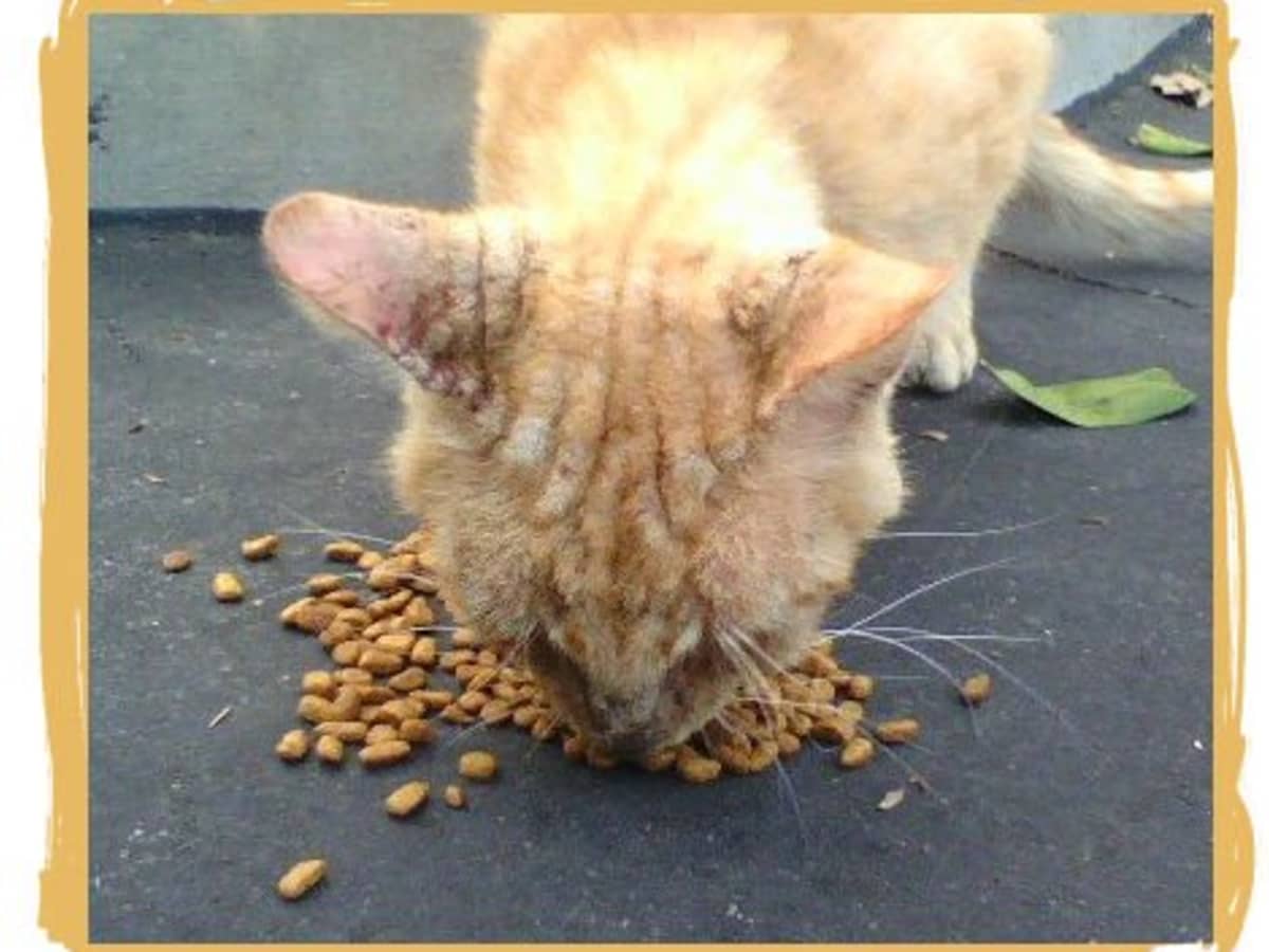 What Is Cat Mange and How Do I Treat It PetHelpful