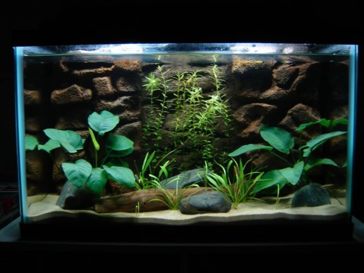 How to Make a 3D Fish Aquarium Background PetHelpful