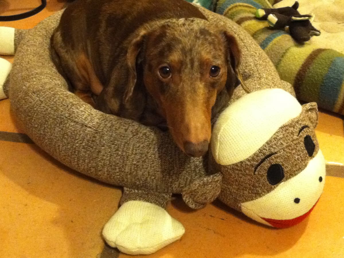 Sock monkey dog bed clearance