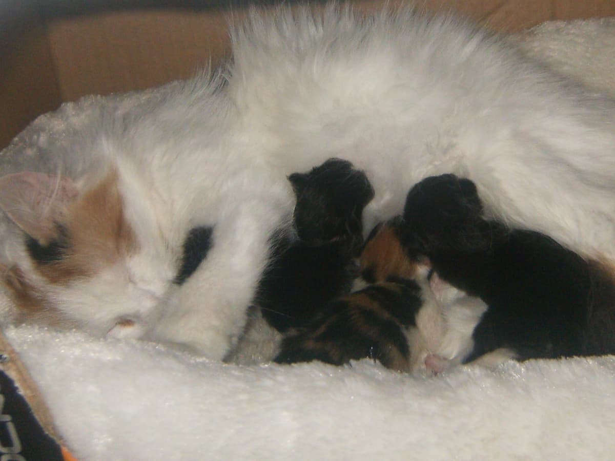 What do newborn kittens need hotsell