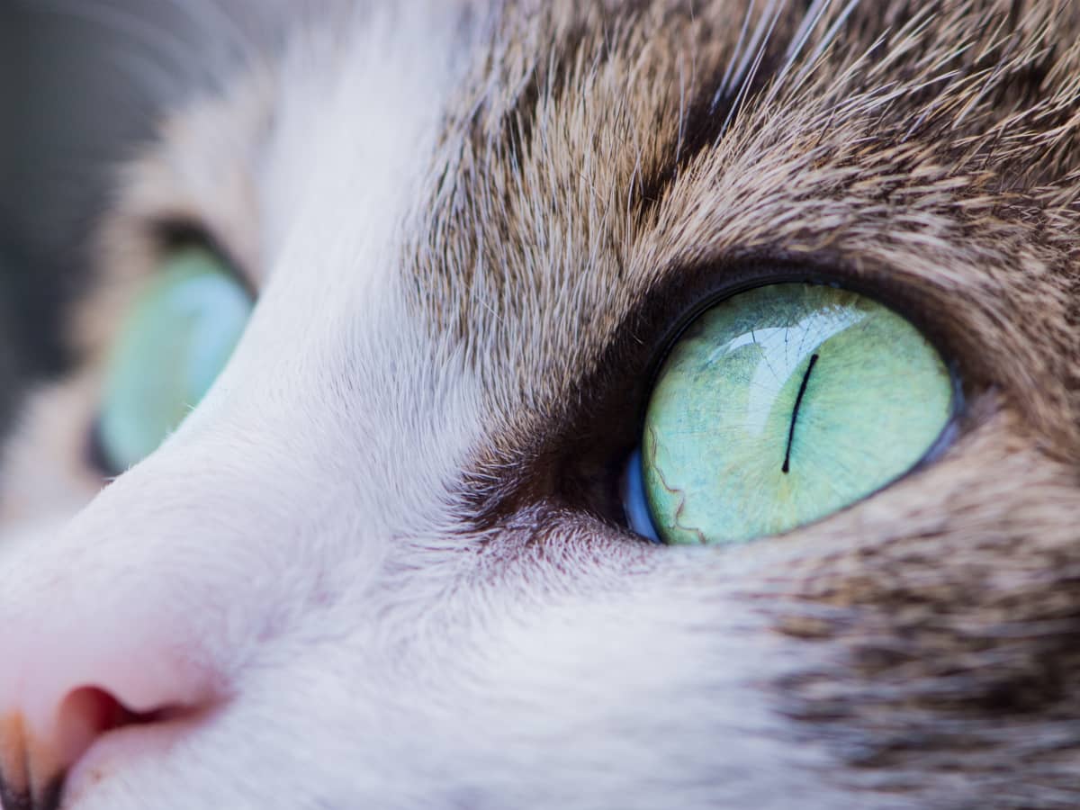 Watery eyes cats treatment sale