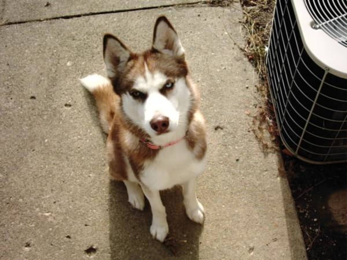 Shaving a husky cheap