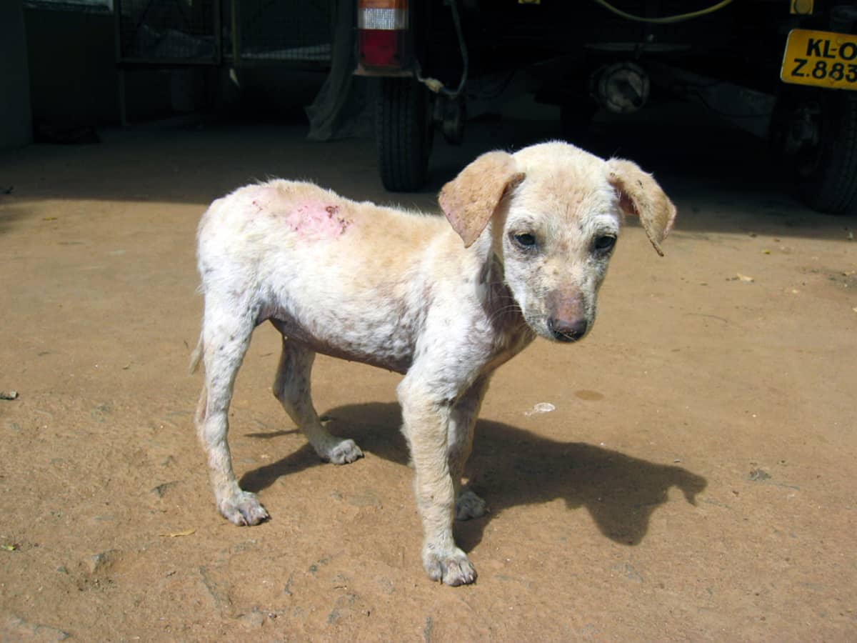 Does My Dog Have Demodectic Mange PetHelpful