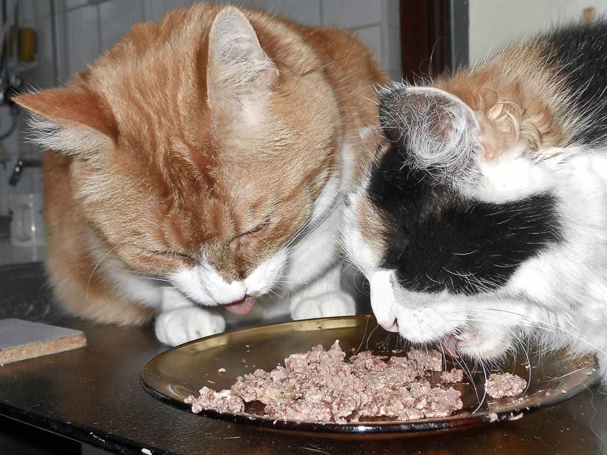 What Kind of Cat Food Is Best Wet or Dry PetHelpful