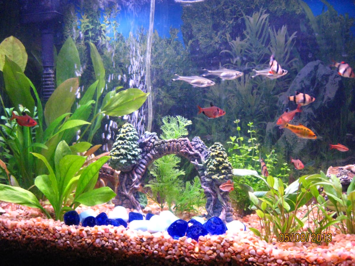 Tropical fish tank clearance