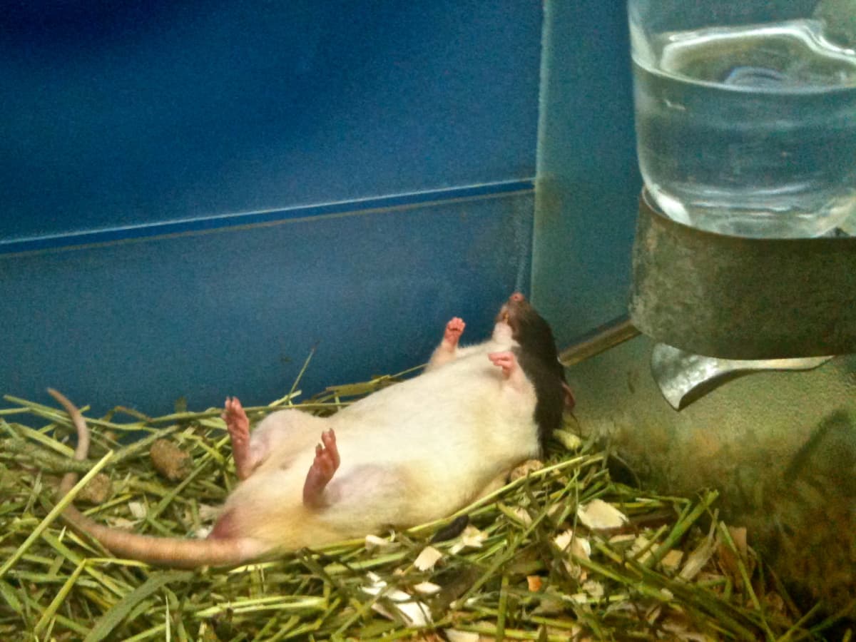 How to Get Cheap Cages for Your Pet Rat PetHelpful