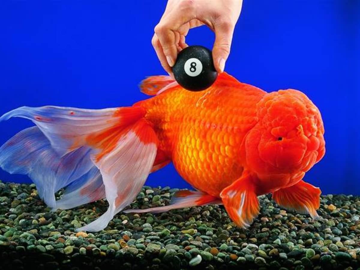 Tropical goldfish sales