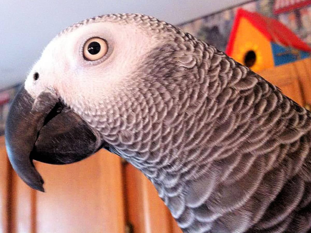 Pet stores that sell african grey parrots discount
