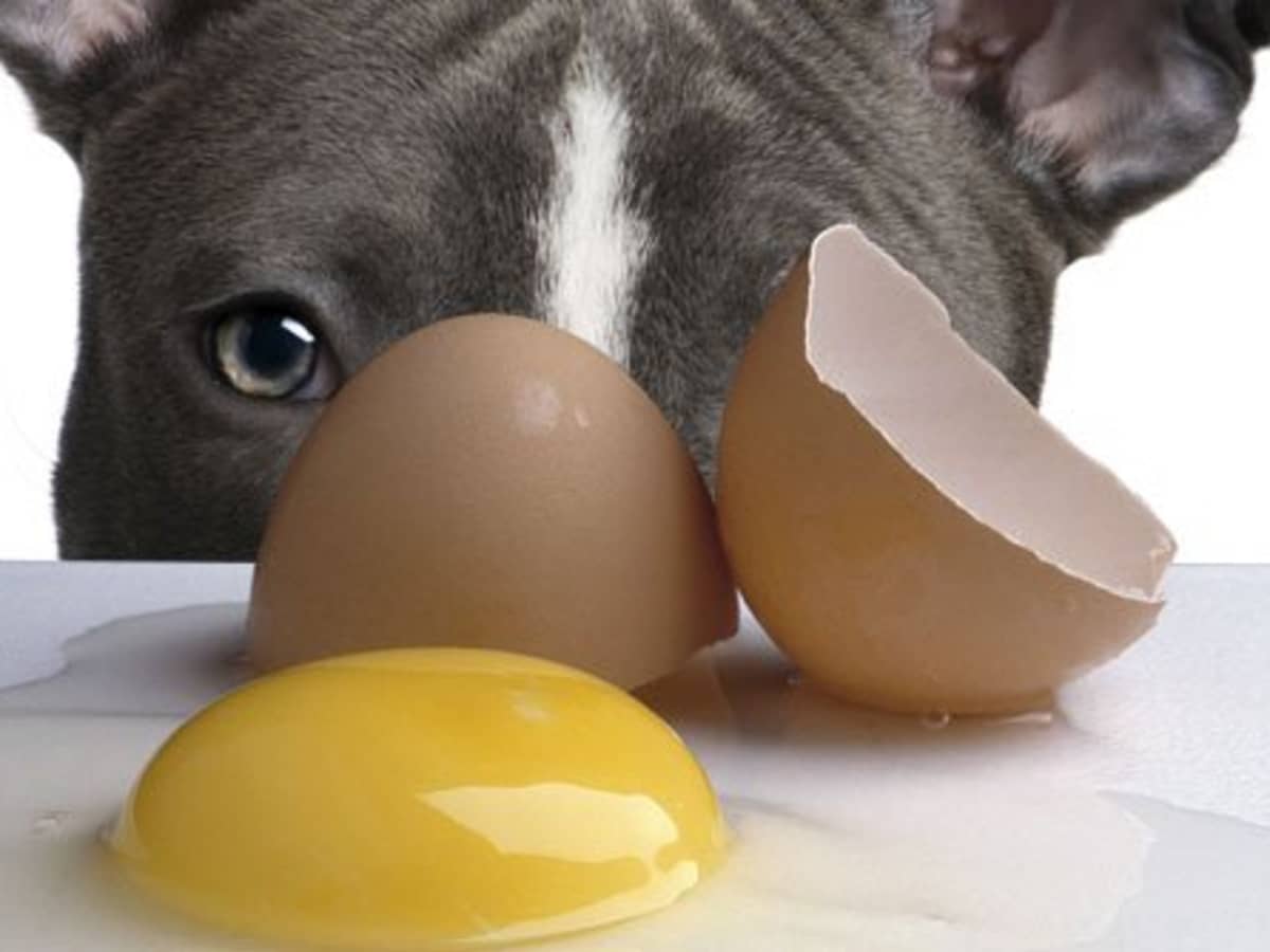 Is It Safe to Feed Dogs Raw Eggs PetHelpful