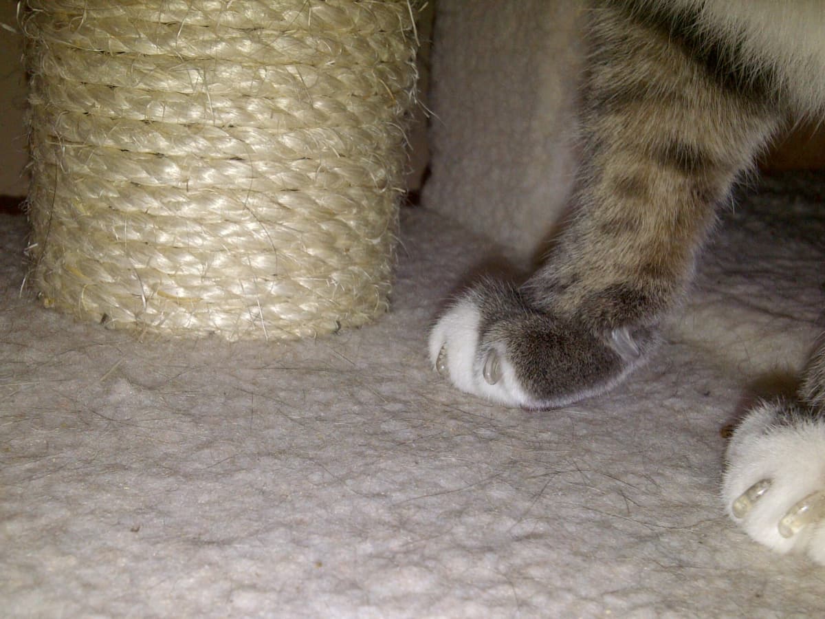 Claw Caps and Other Ways to Prevent Cat Claw Damage PetHelpful