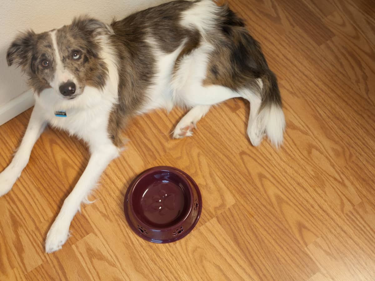 Dog Vomiting but No Vet Things to Do at Home PetHelpful