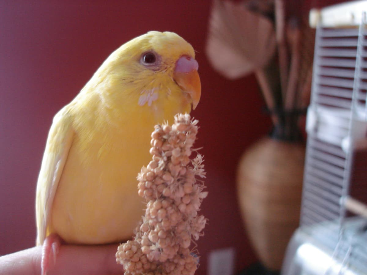 Snacks for budgies on sale