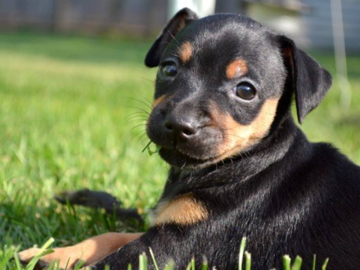 Terrier mini pinscher mix on sale