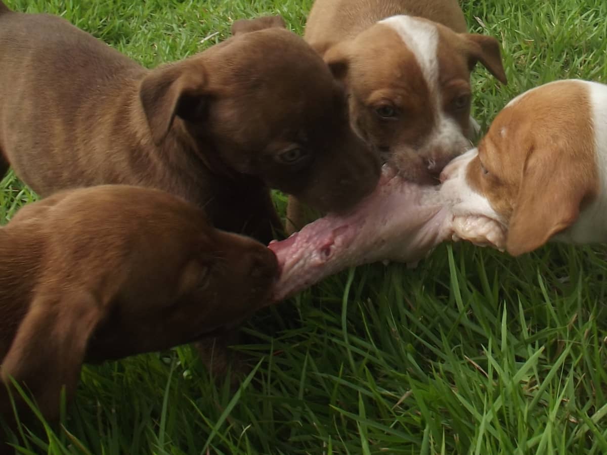 Raw puppy 2025