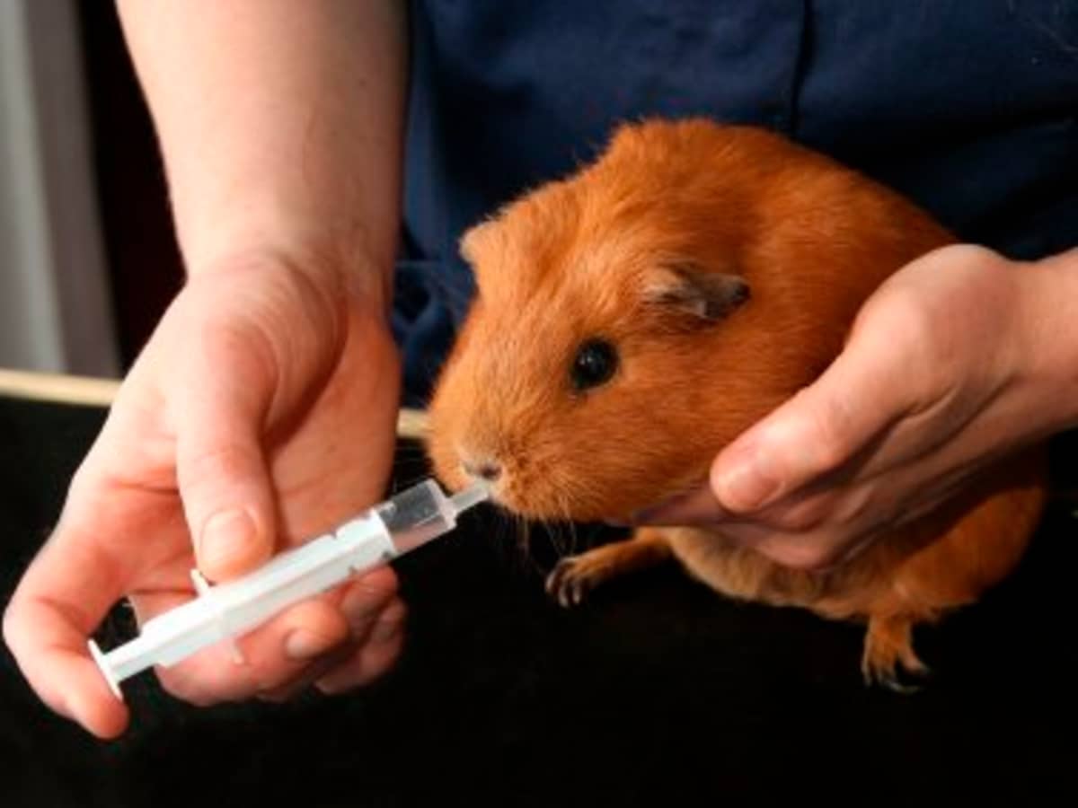 Common Health Issues in Guinea Pigs PetHelpful
