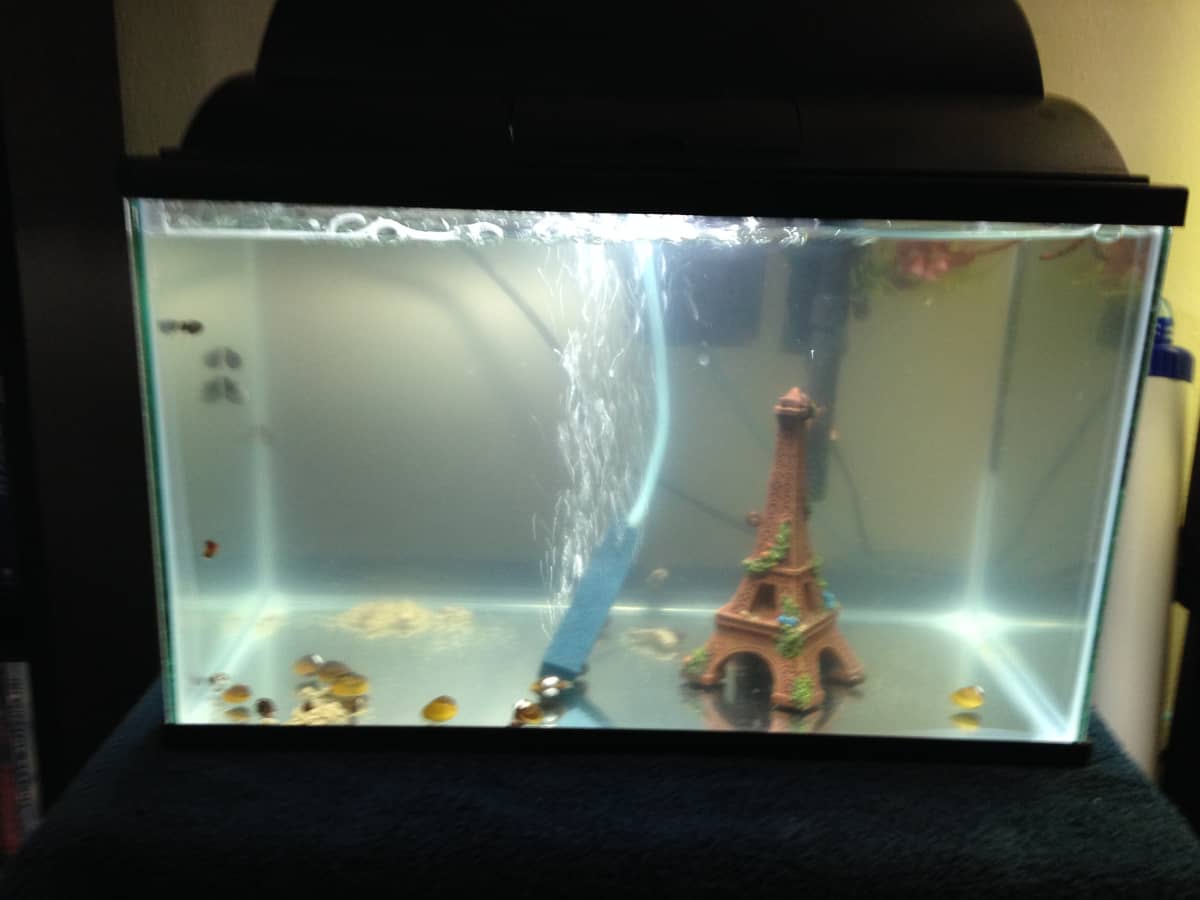 Small crabs for fish tanks cheap