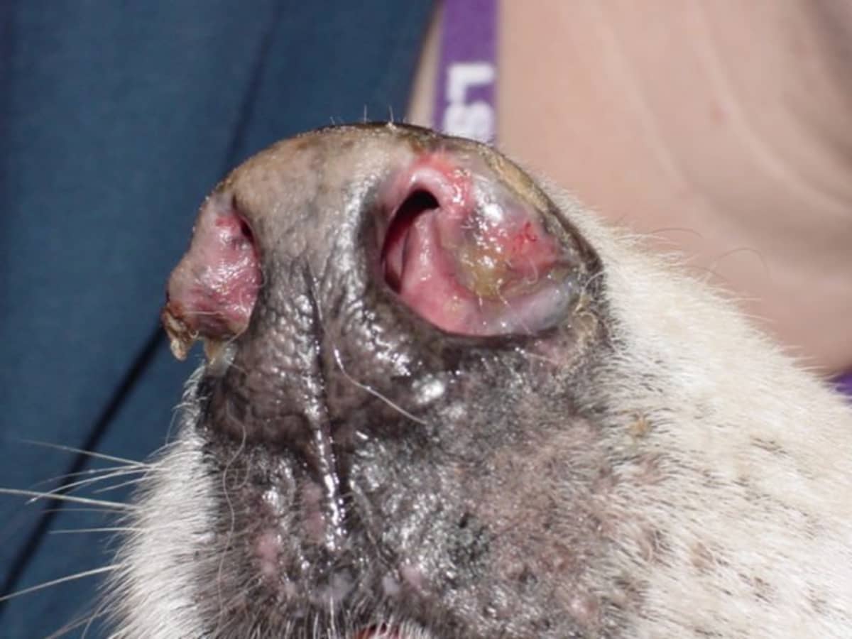 Treating nasal mites in dogs best sale