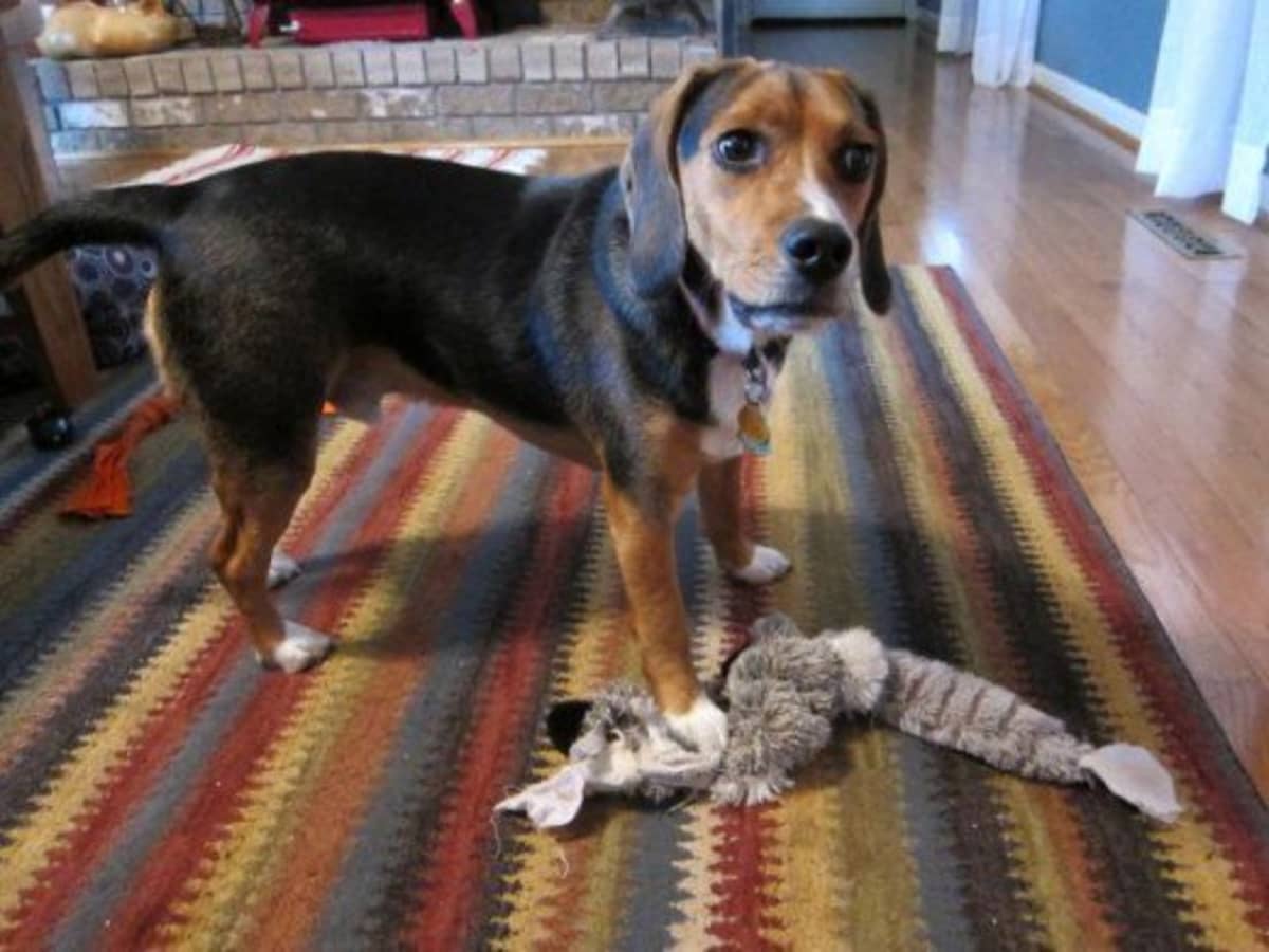 Beagle puppy toys shop