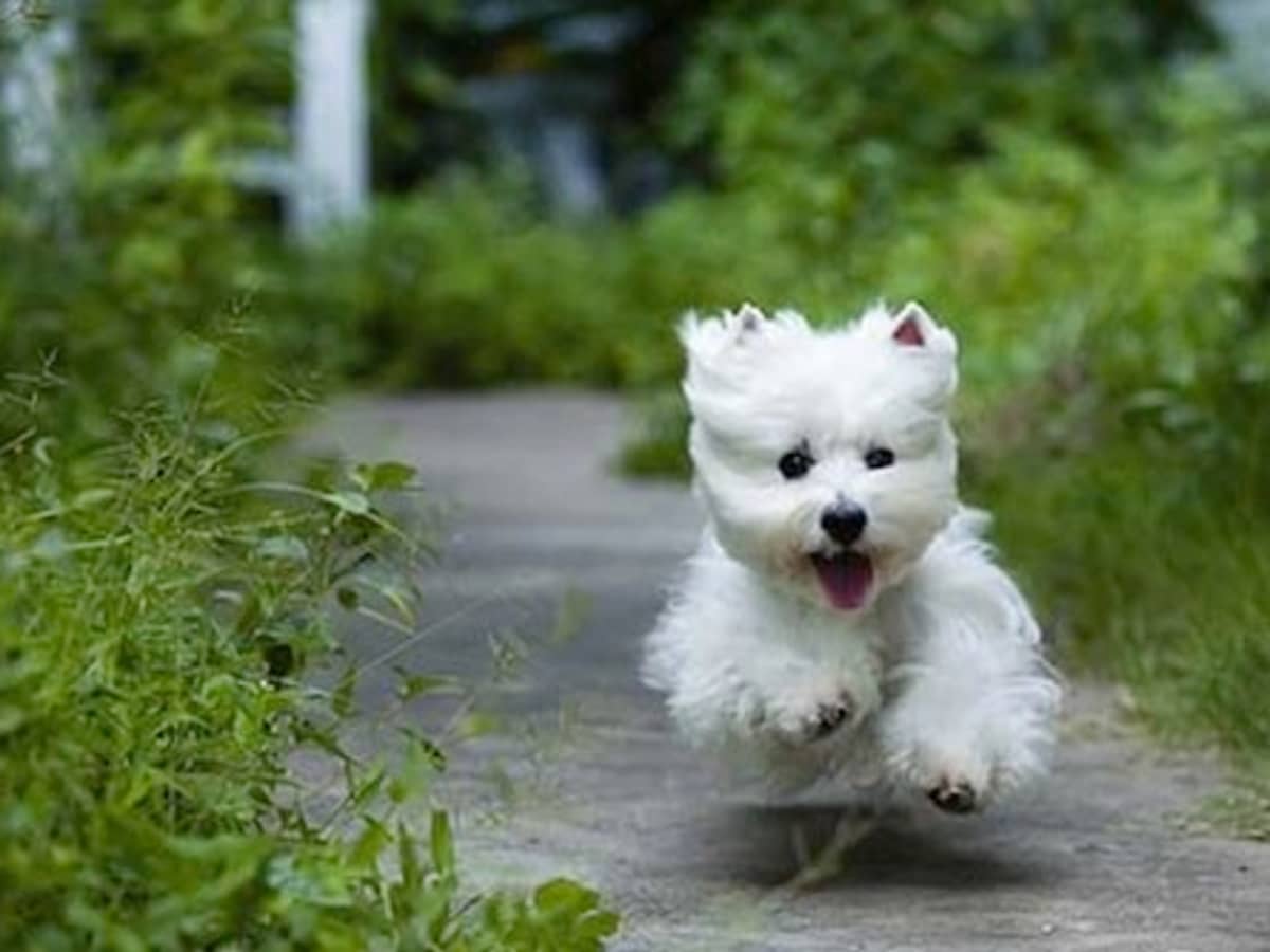 Westie puppy feeding guide clearance