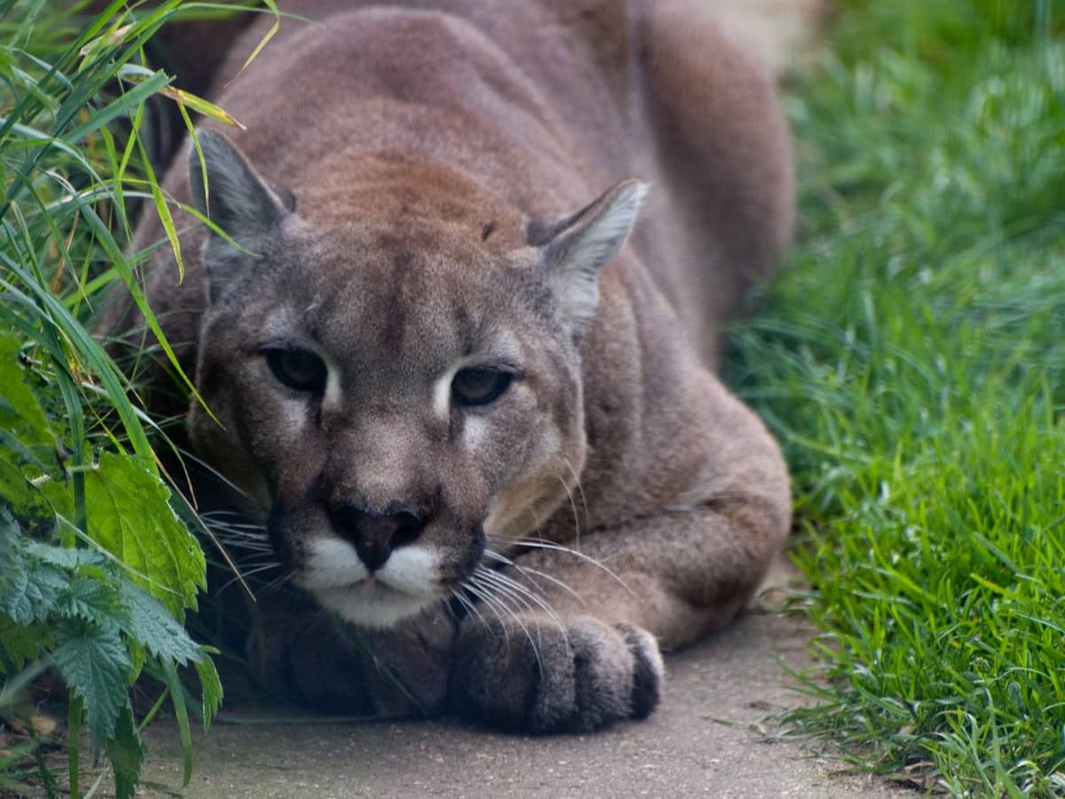 Owning a Pet Cougar Understanding the Hurdles and Risks PetHelpful