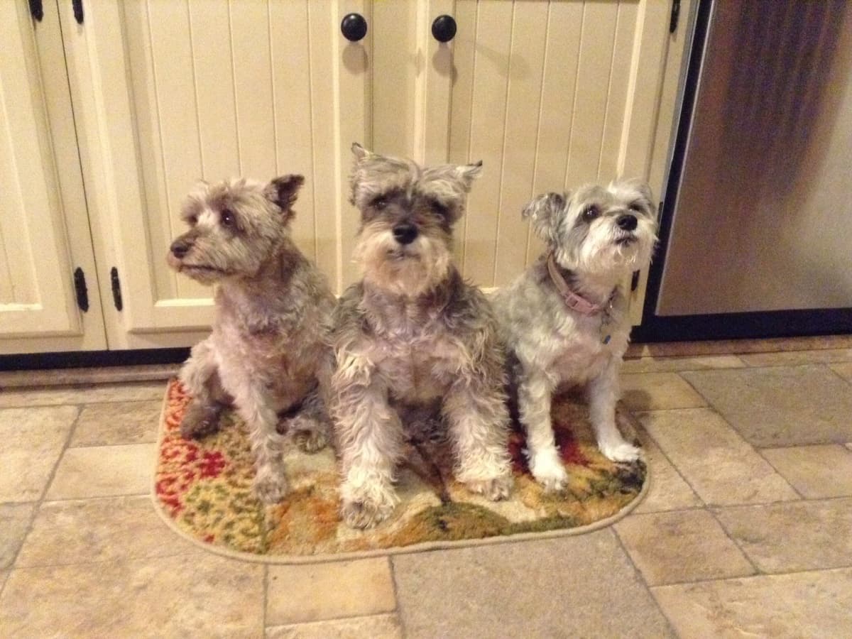 Coconut Oil for Dogs With Allergies and Digestion Problems PetHelpful
