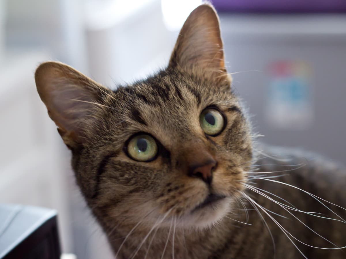 Tabby cat diet discount