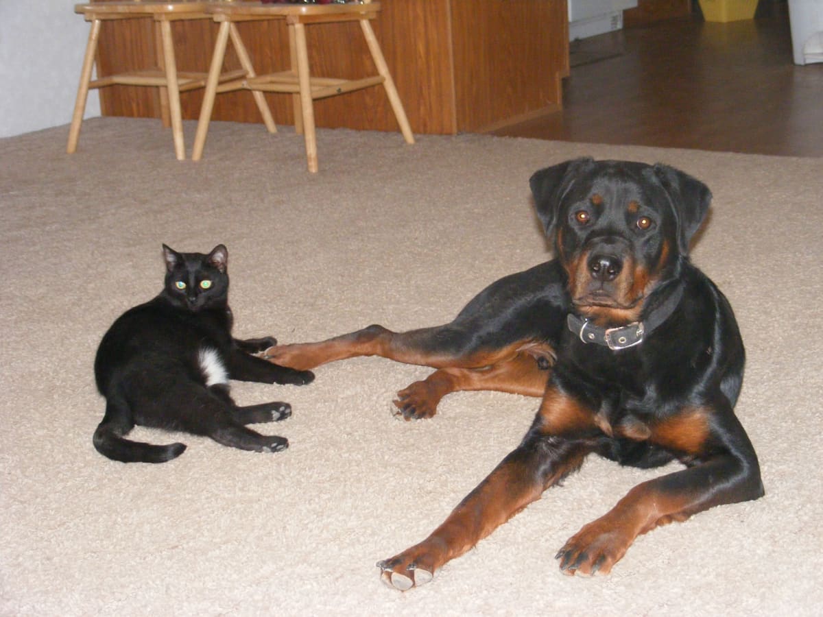 My dog ate my cat 2025