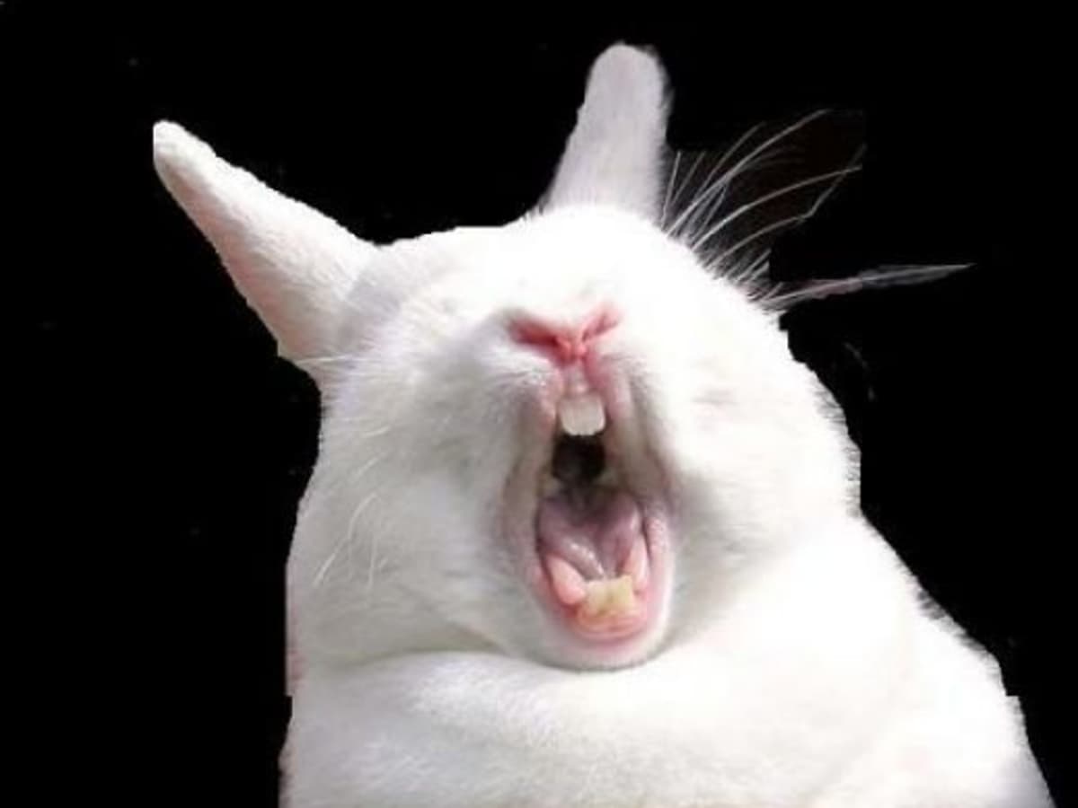 When Bunnies Attack What to Do When Your Rabbit Bites PetHelpful