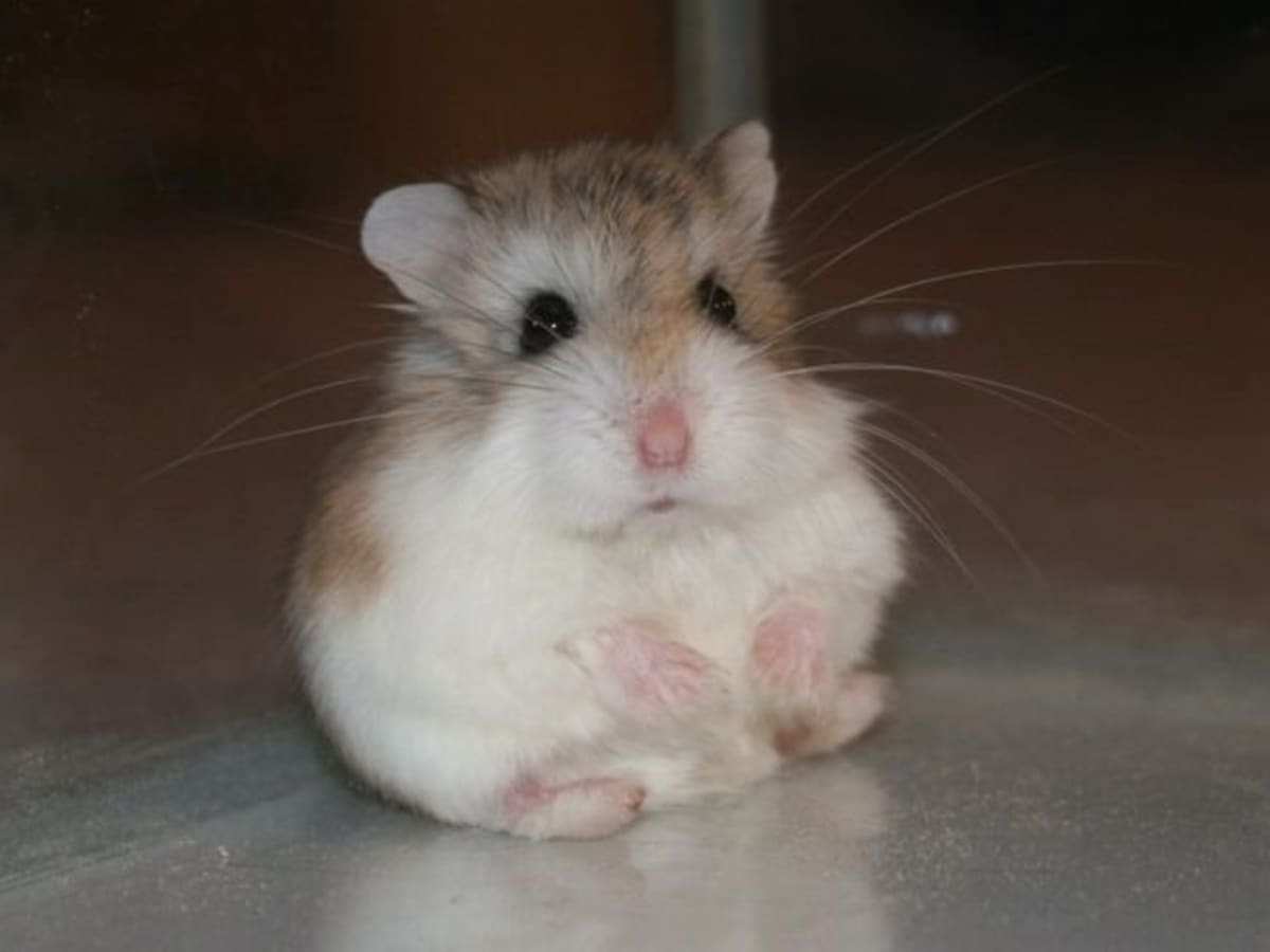 Roborovski hamster food top