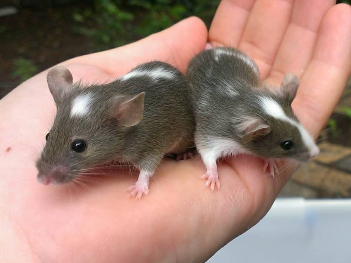 Pet mouse near me deals