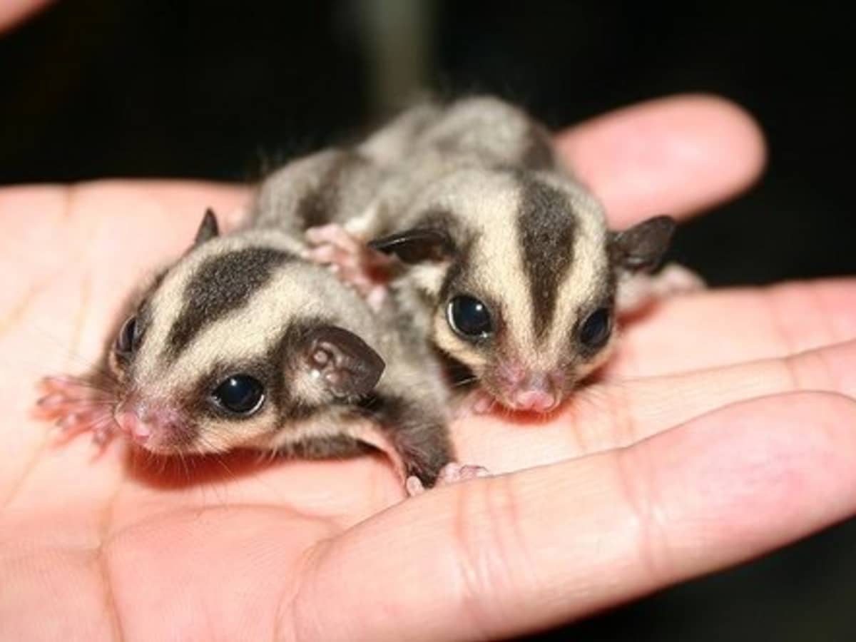 My sugar glider clearance