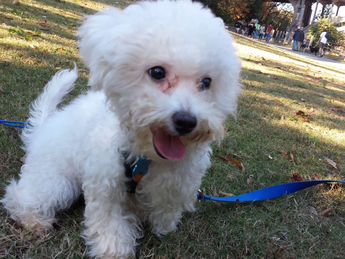Muzzle for bichon frise sales