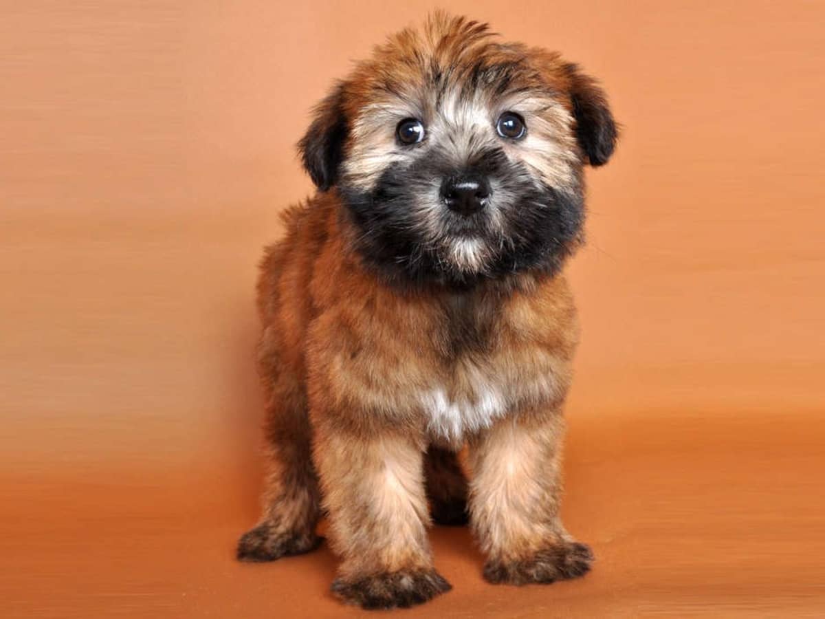 Why Wheaten Terriers Are the Best Family Dogs in the World PetHelpful