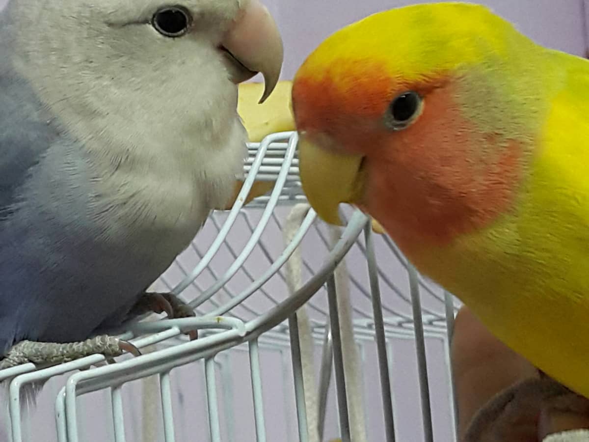 Lovebird Courtship and Mating Breeding Nesting Behavior and More PetHelpful