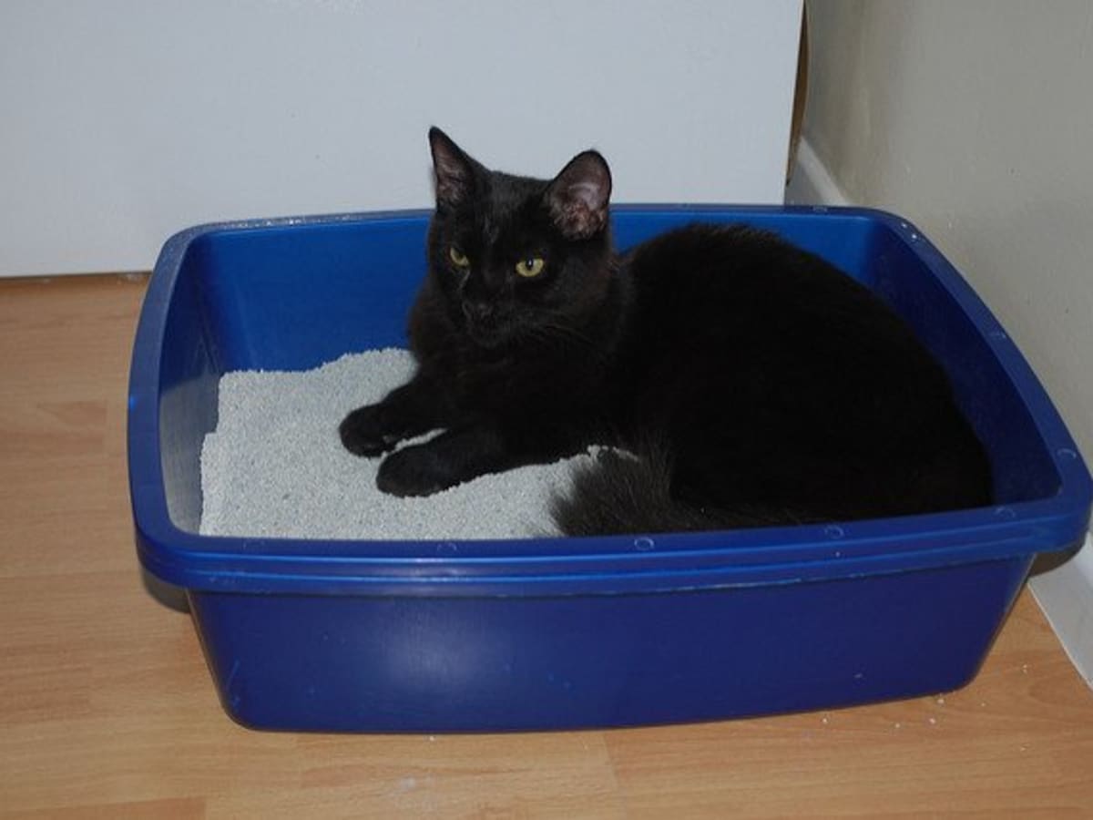 What s the Best Brand of Cat Litter A Comparison of Eight Brands PetHelpful