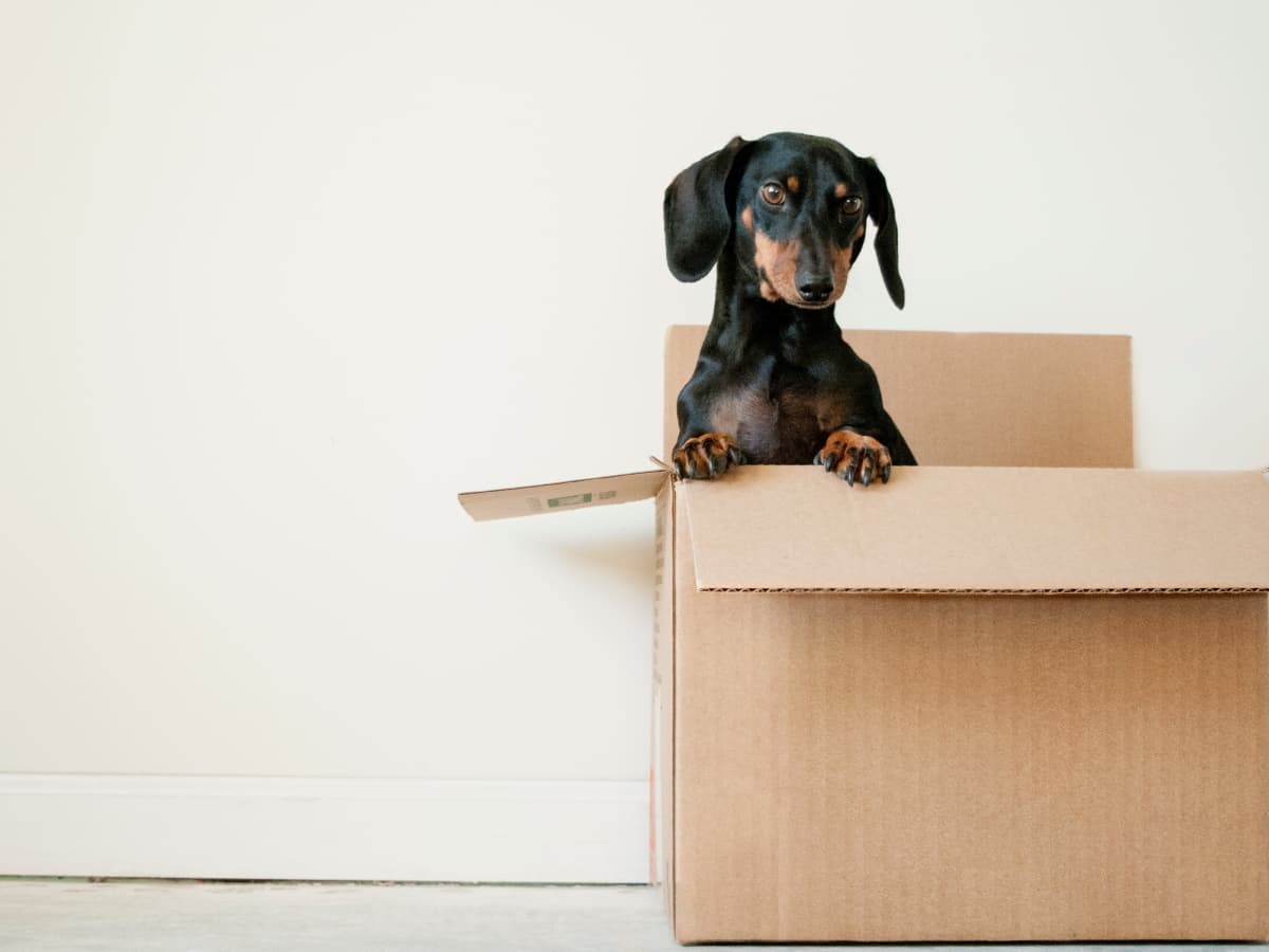 Pet food shipping cheap