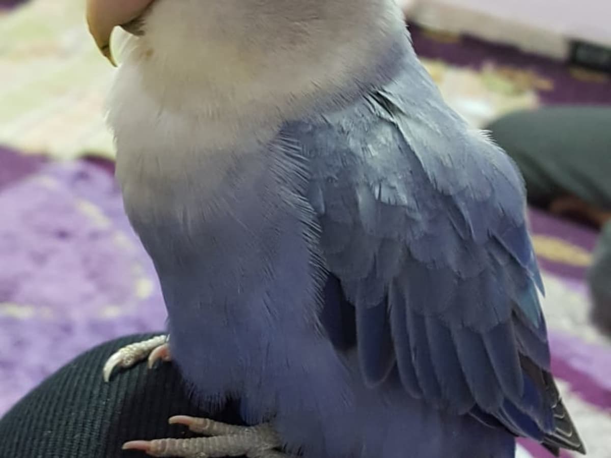 How to Care for Sick Lovebirds Signs and Symptoms PetHelpful