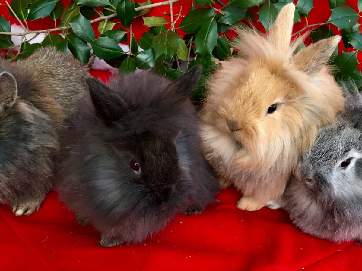 Why Rabbits Make Awesome Pets Year Round Not Just for Easter PetHelpful