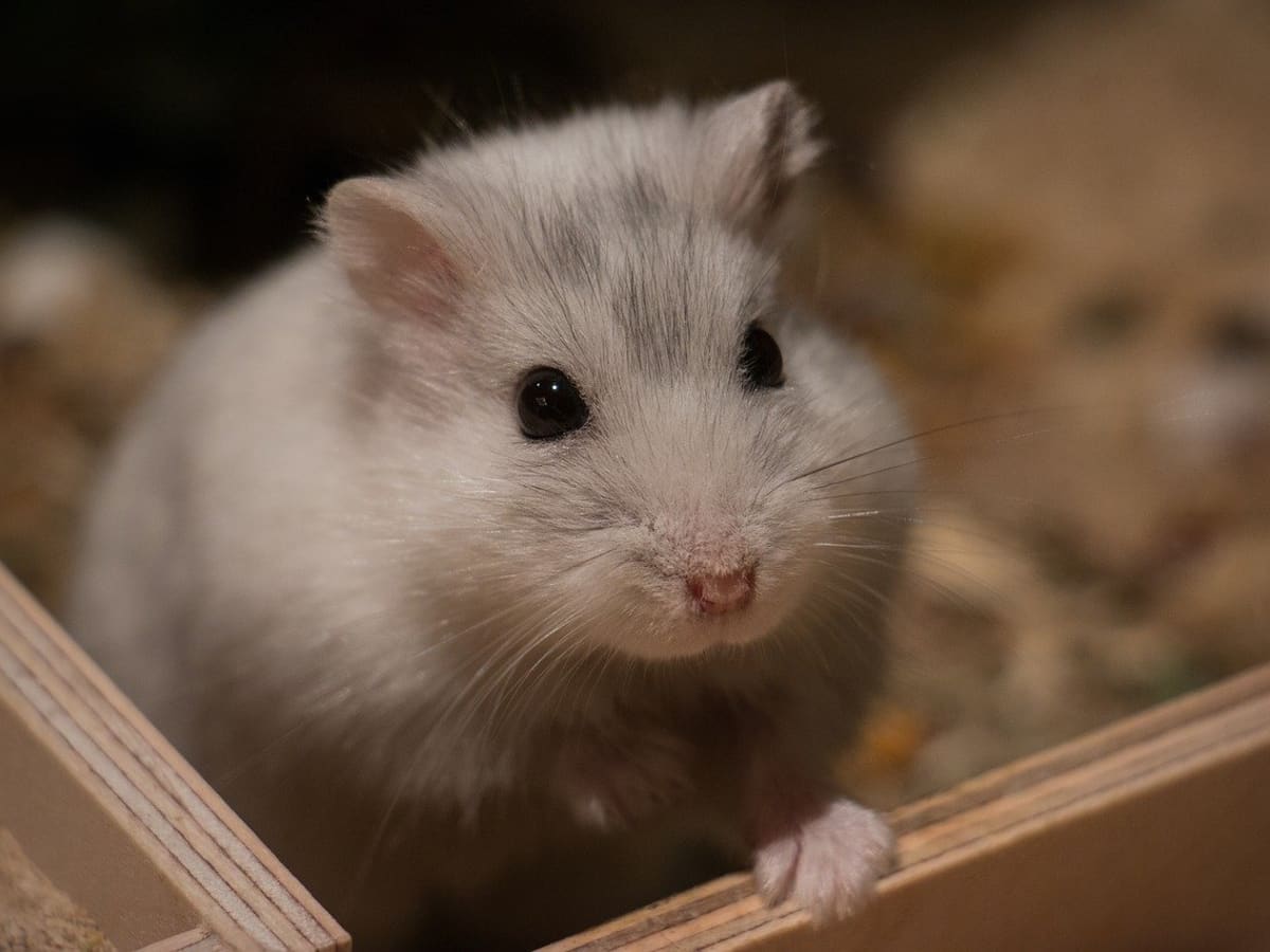 Is cheese bad for hamsters online