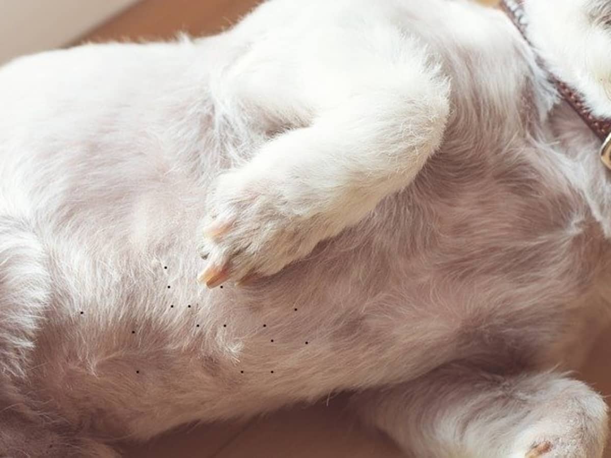 Puppy ingrown hair cheap