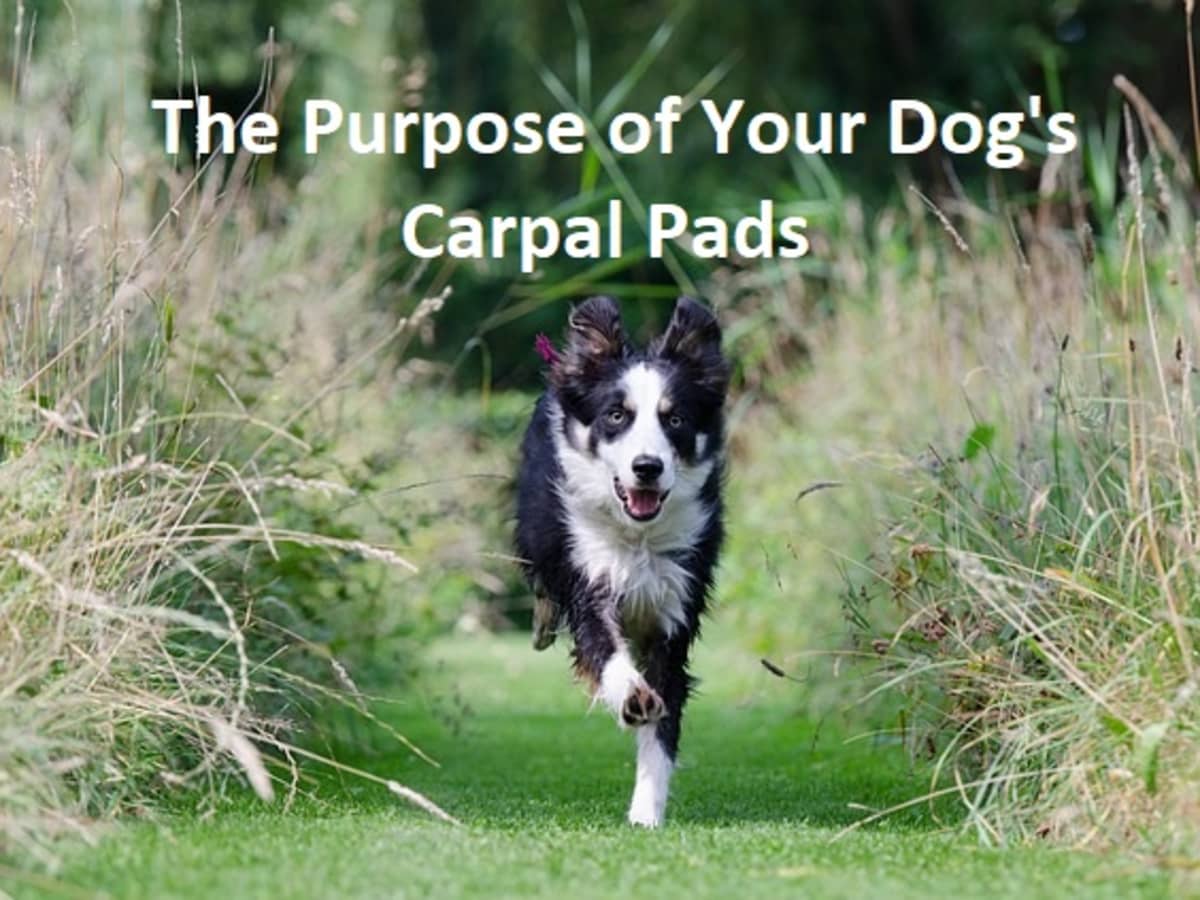 What s the Purpose of Your Dog s Carpal Pads PetHelpful
