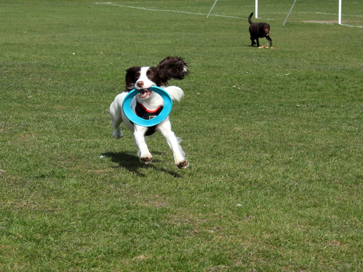 Is Playing Fetch Bad for My Dog PetHelpful