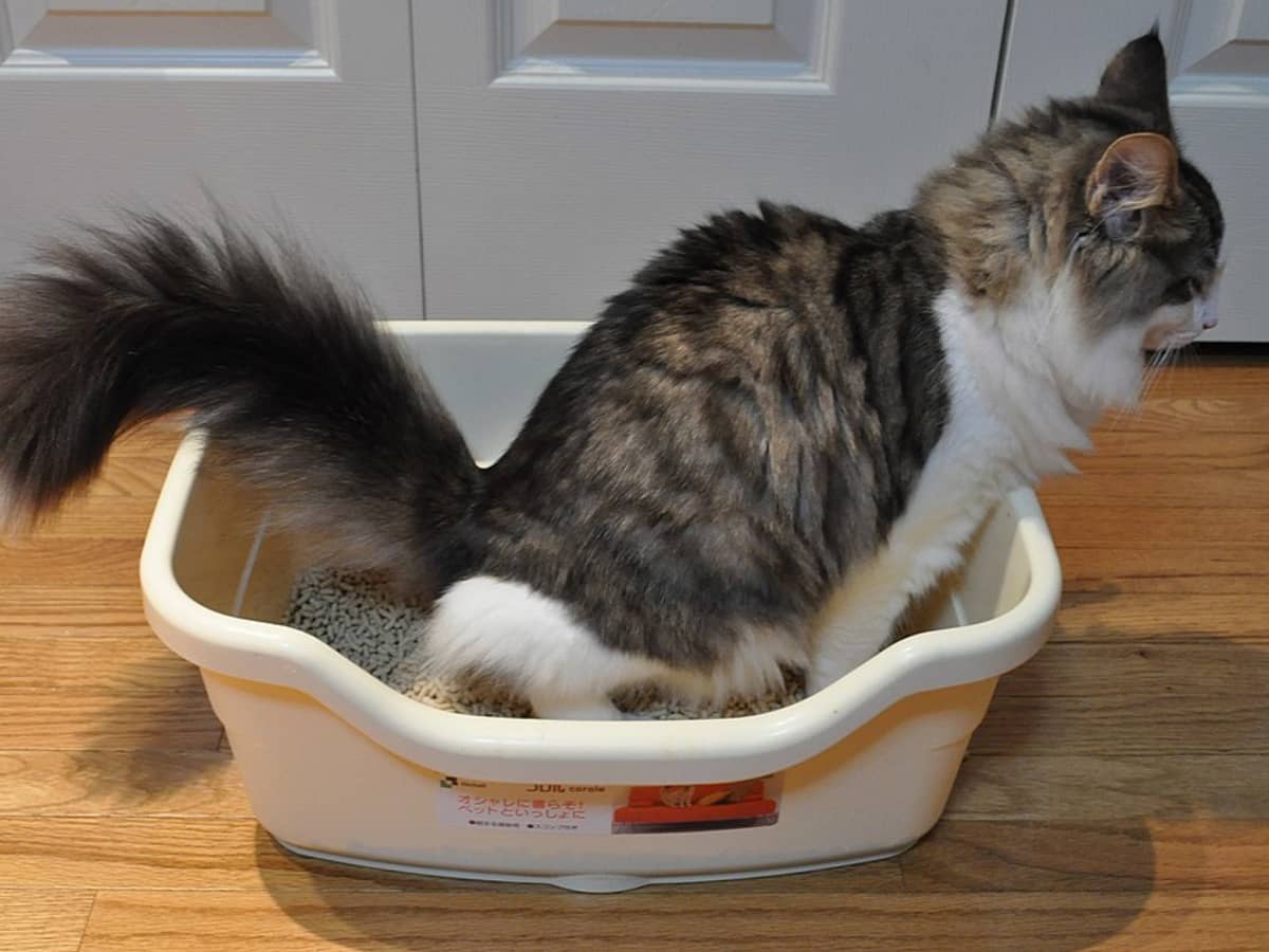 How to Prevent Litter Box Problems in Cats PetHelpful