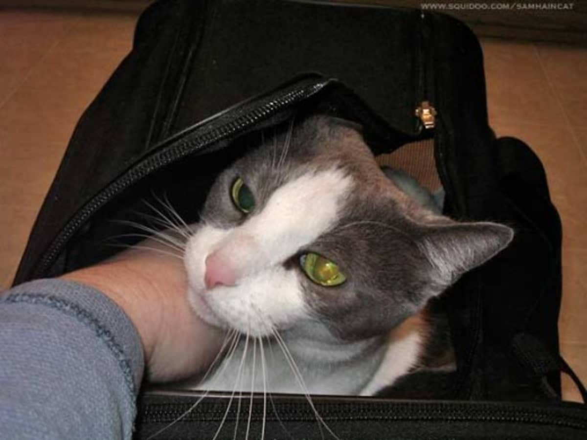 Cat flight carrier cheap