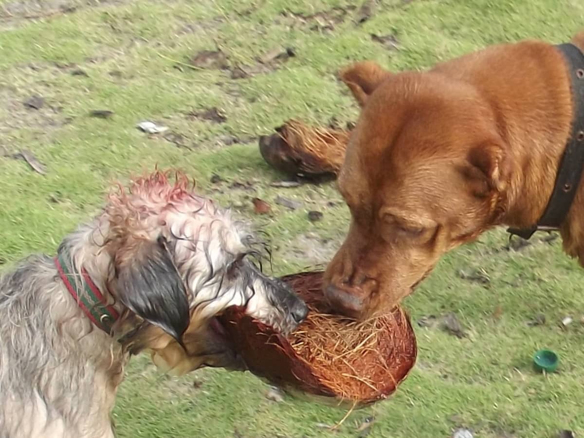 The dogs butcher suppliers discount