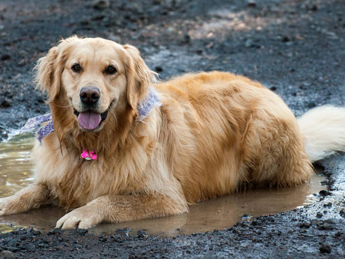 Recurring hot spots on dogs store