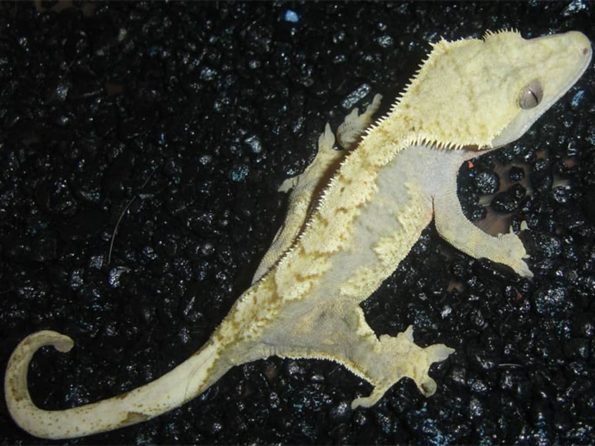 Snake breeding equipment cheap
