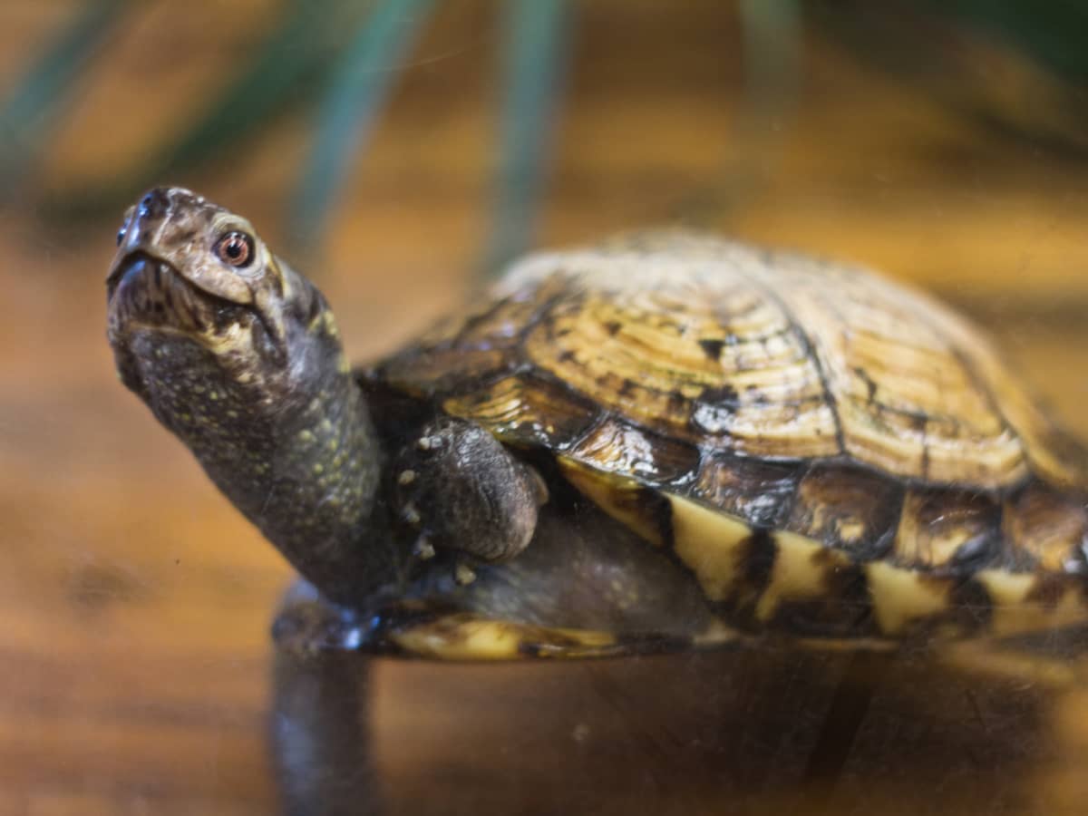 Pet shop near me tortoise 2025