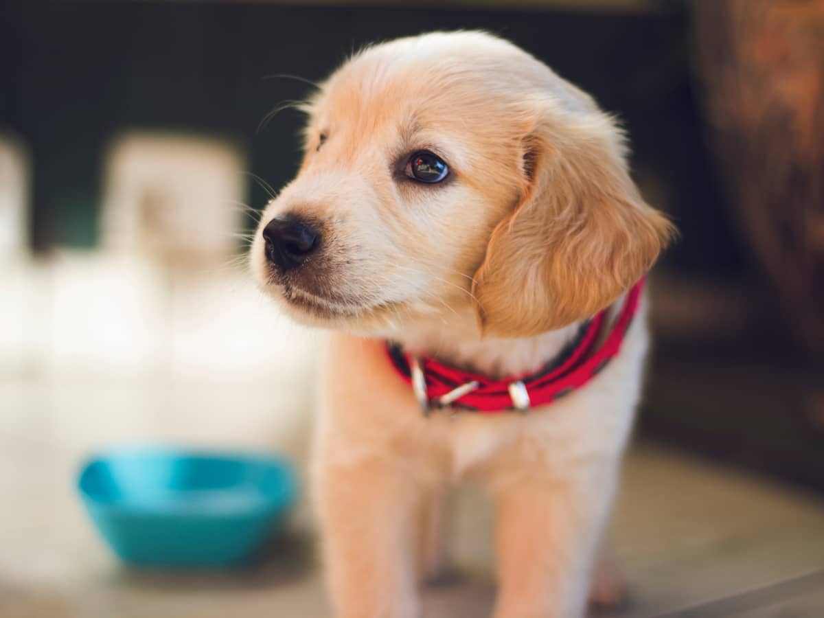 How to Potty Train Your Puppy the Right Way No Pee Pads PetHelpful