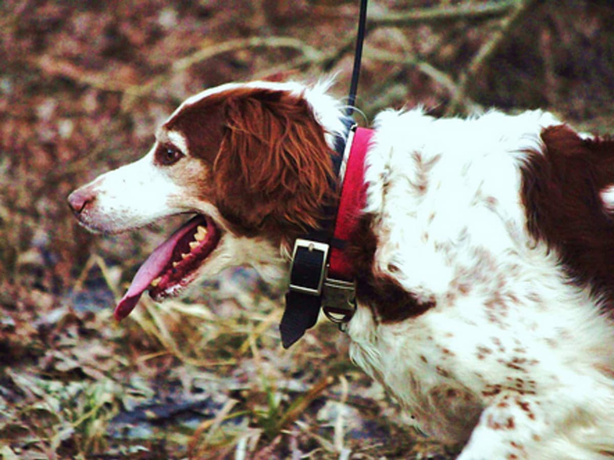 Reviews of GPS for Dogs and Cats Best Worst and Top Picks PetHelpful